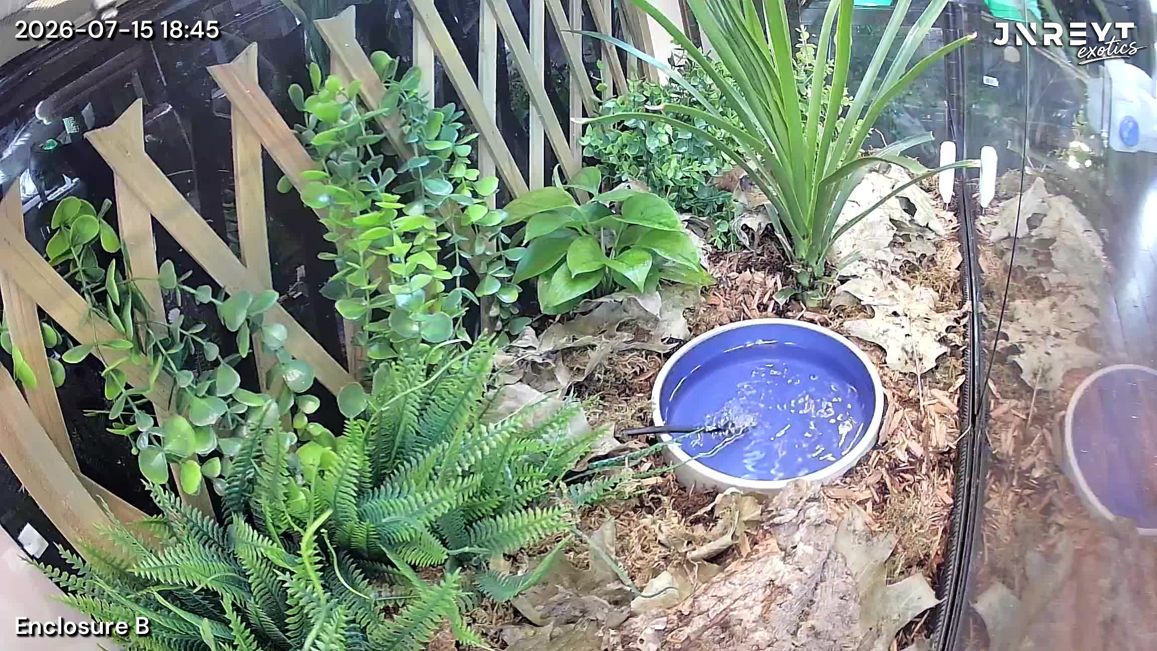 Vivarium timelapse frame