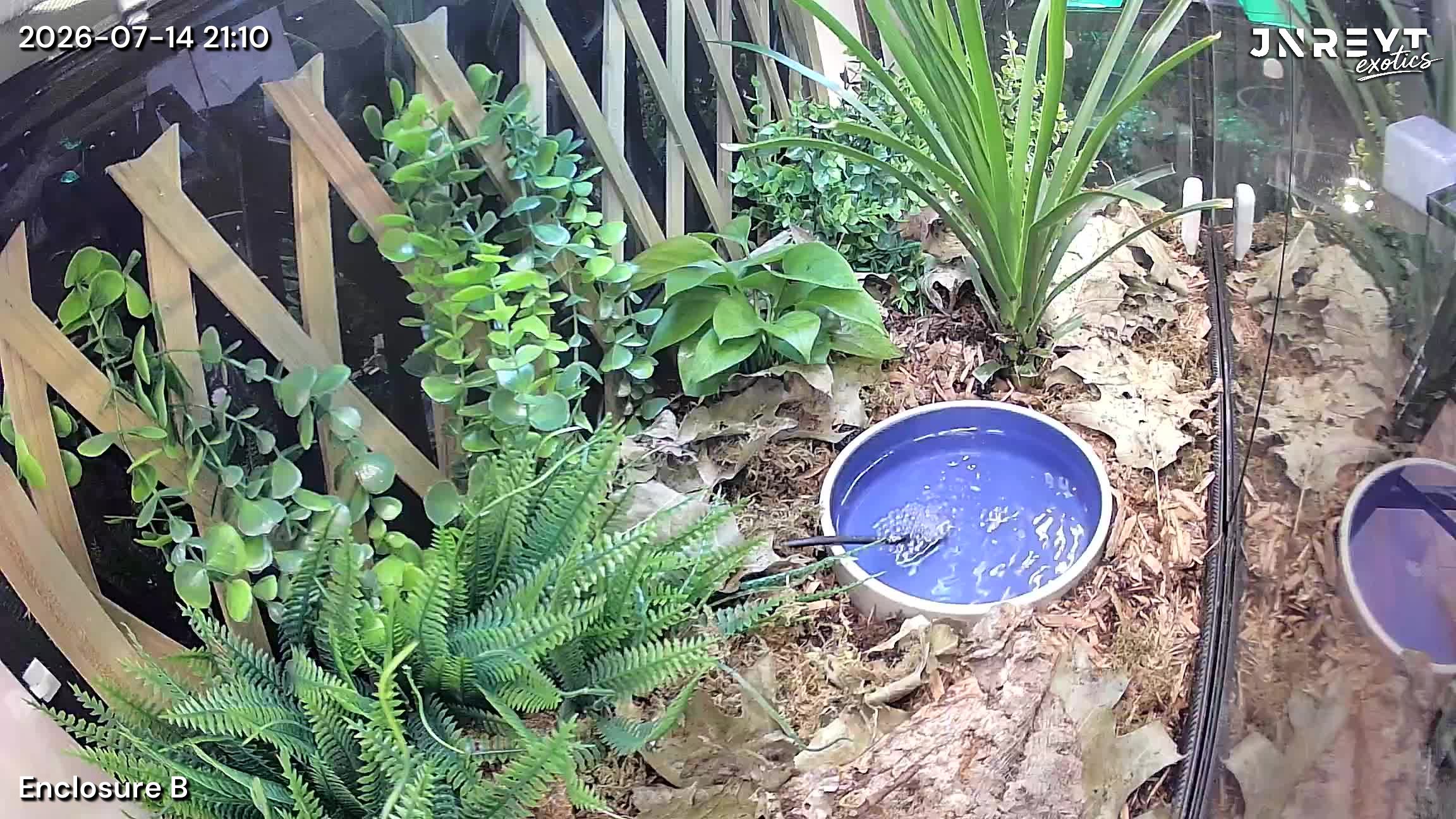 Vivarium timelapse frame
