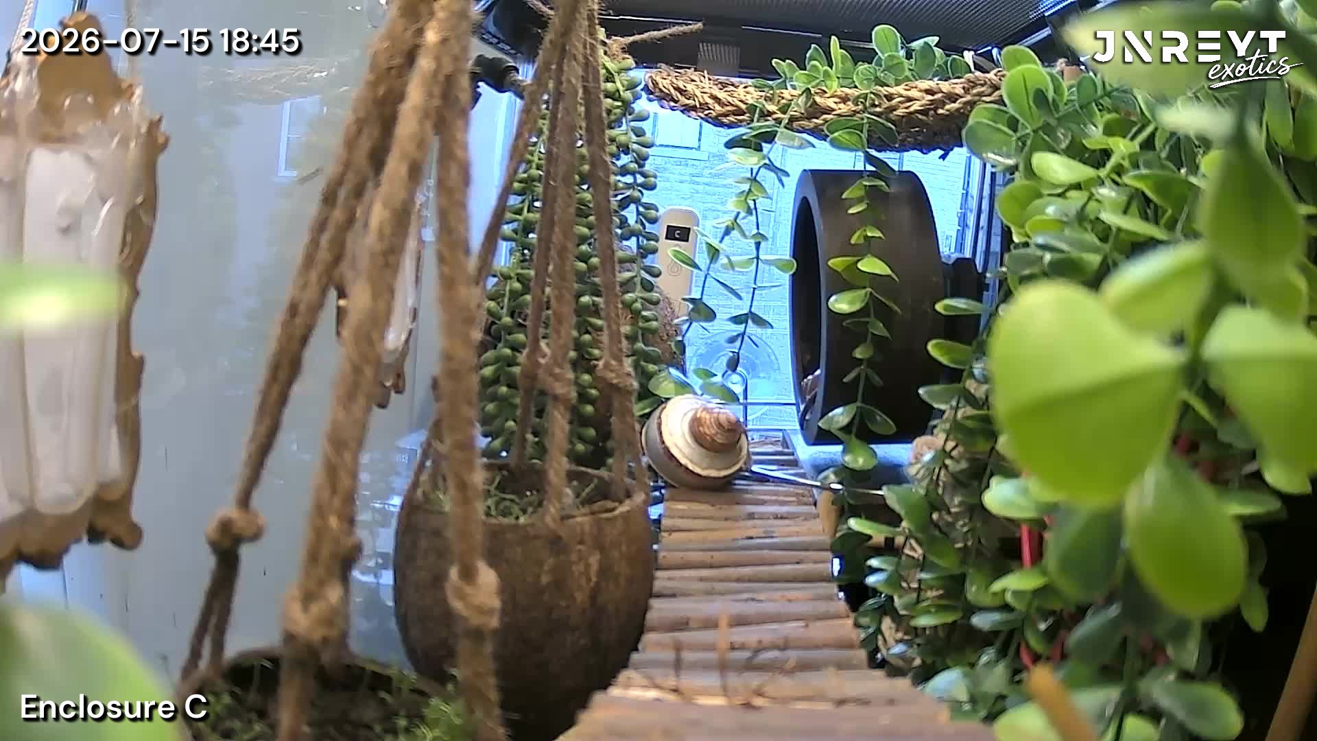 Vivarium timelapse frame