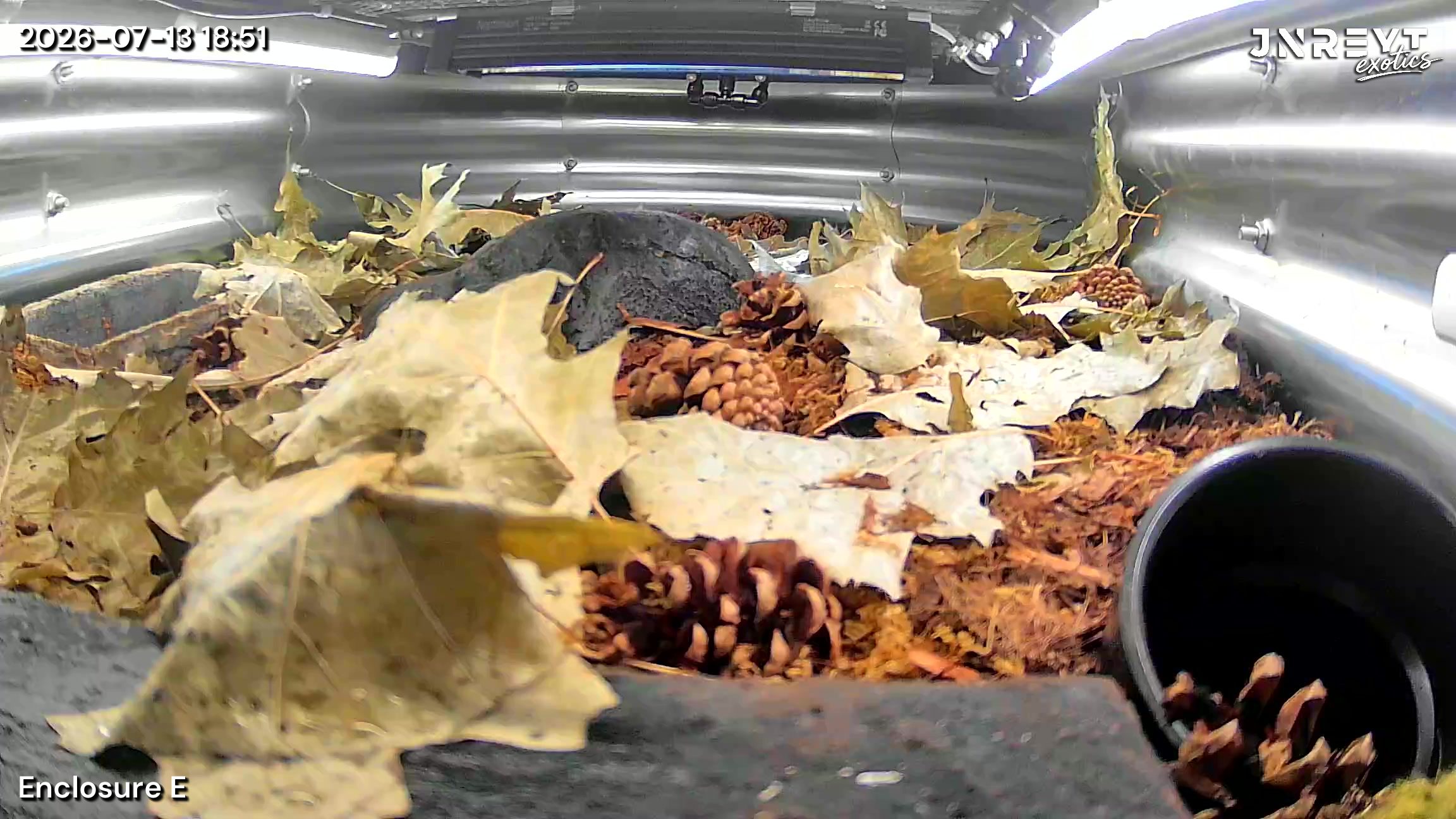 Vivarium timelapse frame