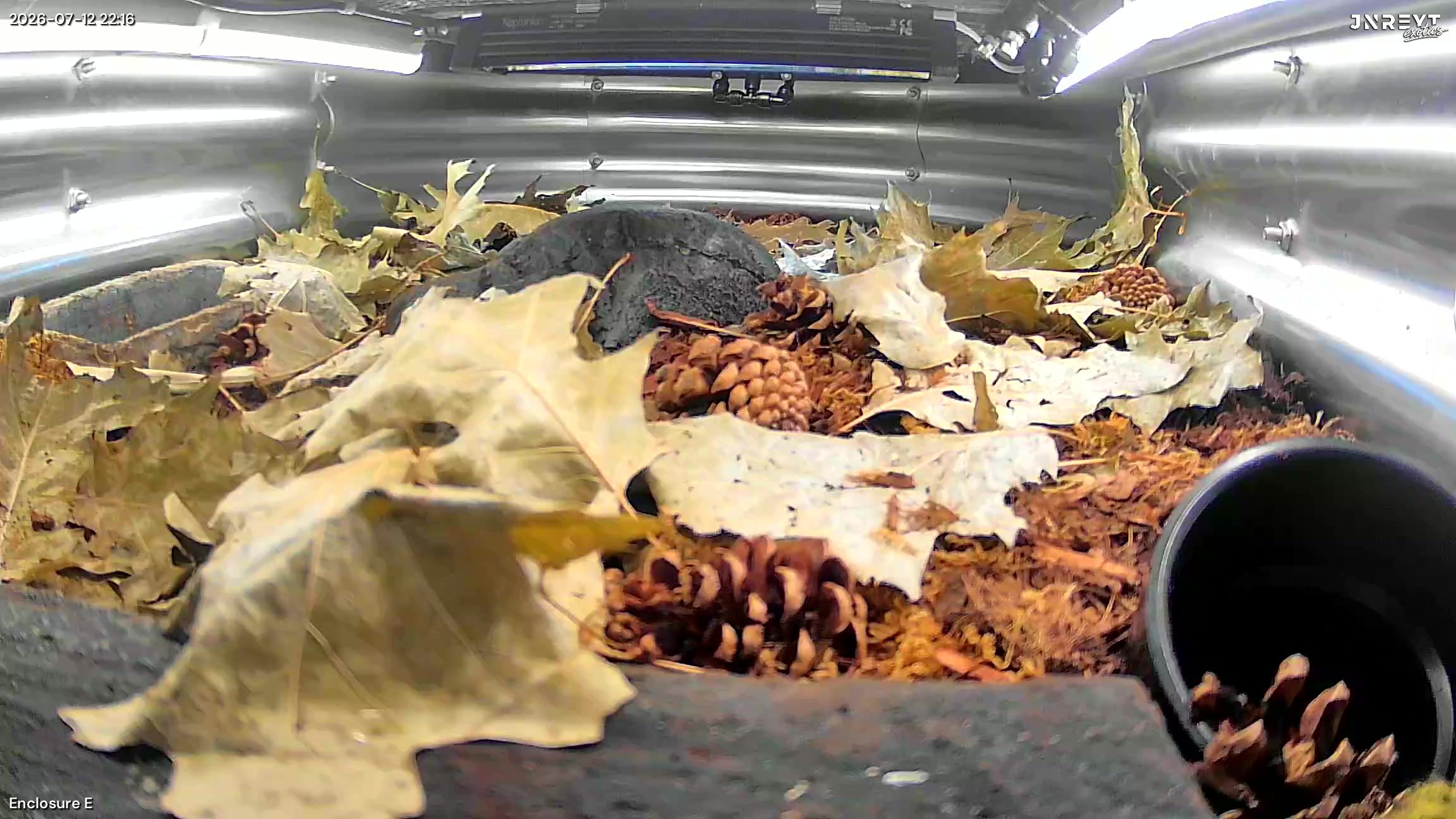 Vivarium timelapse frame