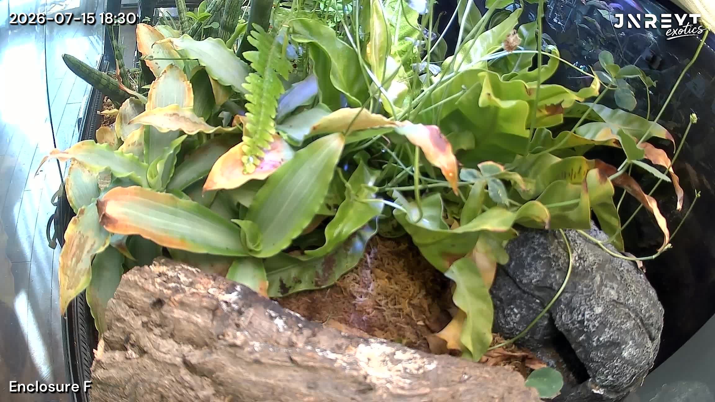 Vivarium timelapse frame