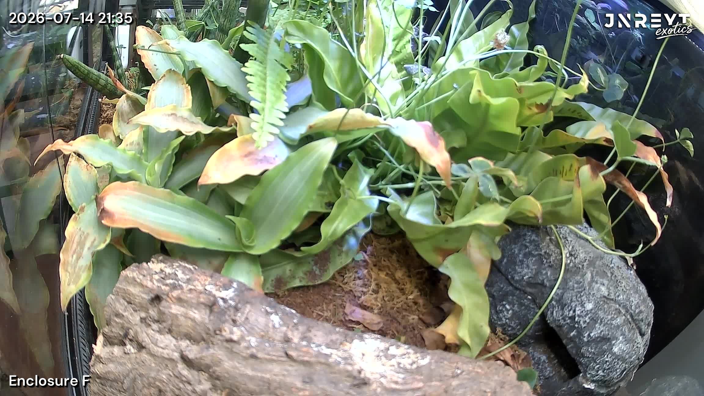 Vivarium timelapse frame