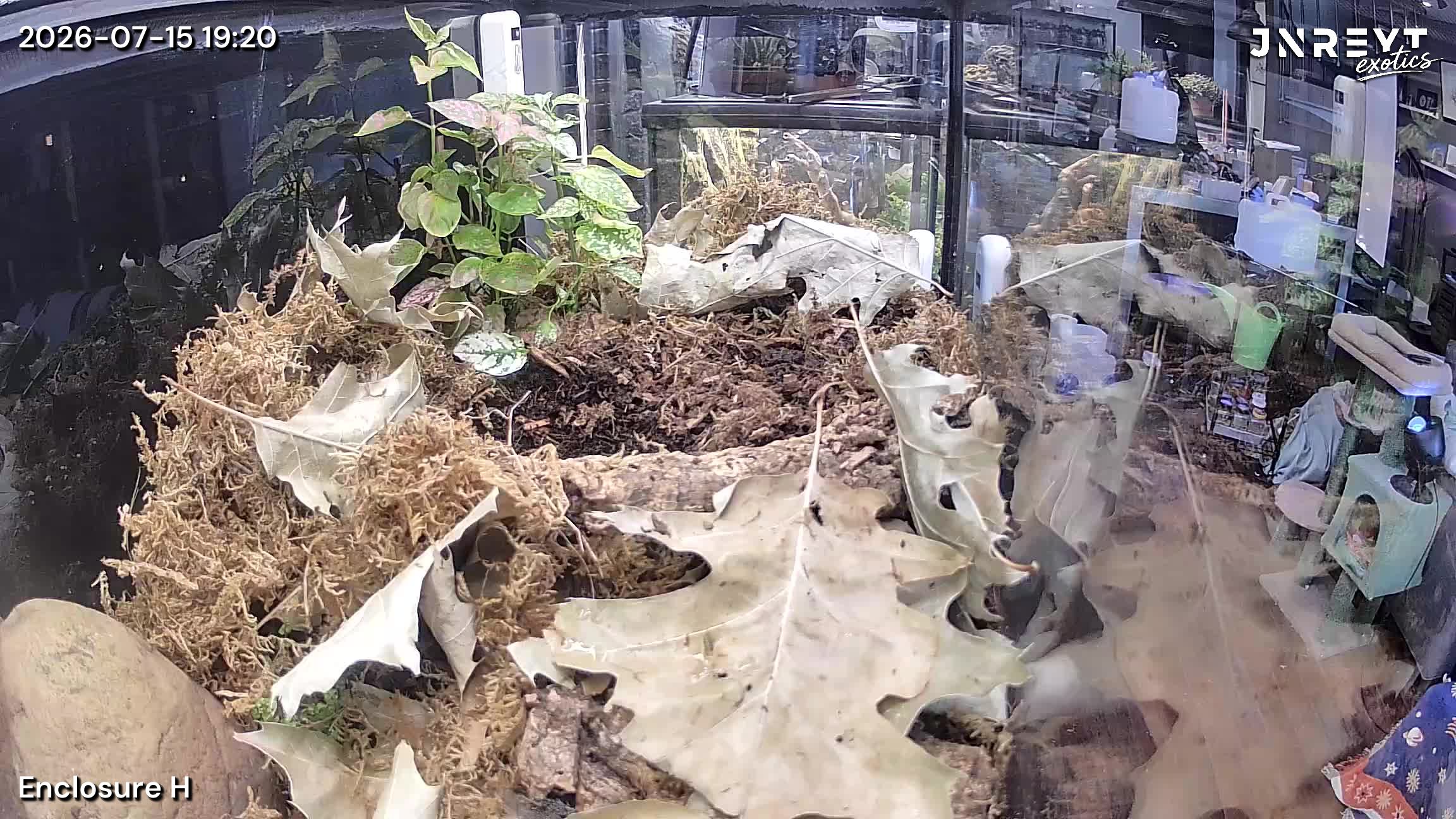 Vivarium timelapse frame