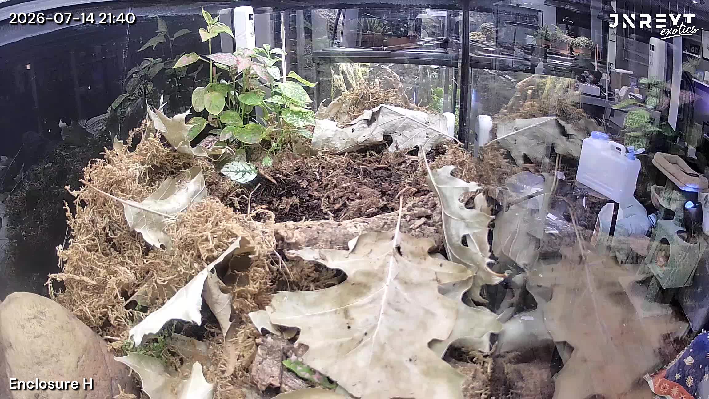 Vivarium timelapse frame