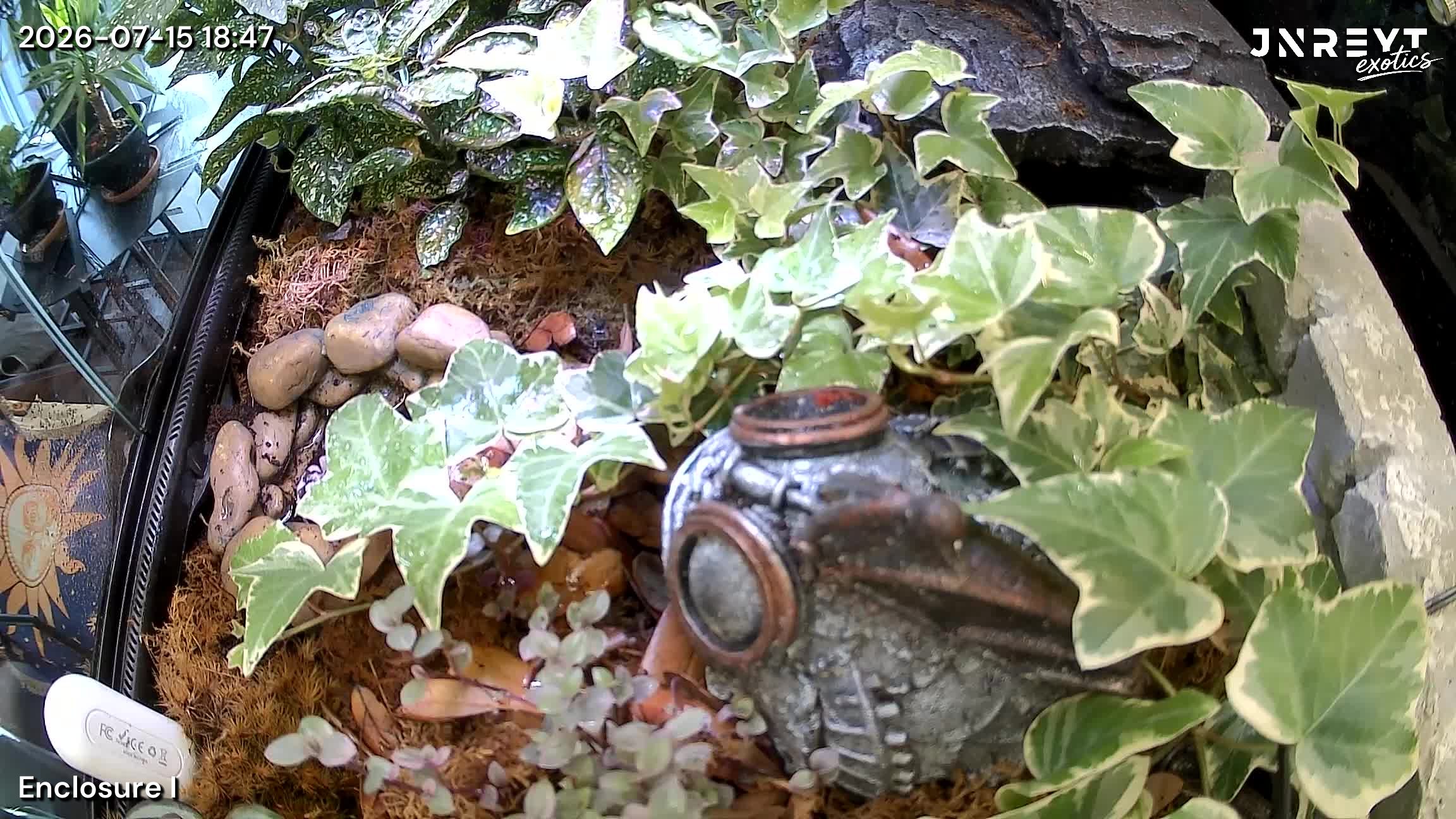 Vivarium timelapse frame