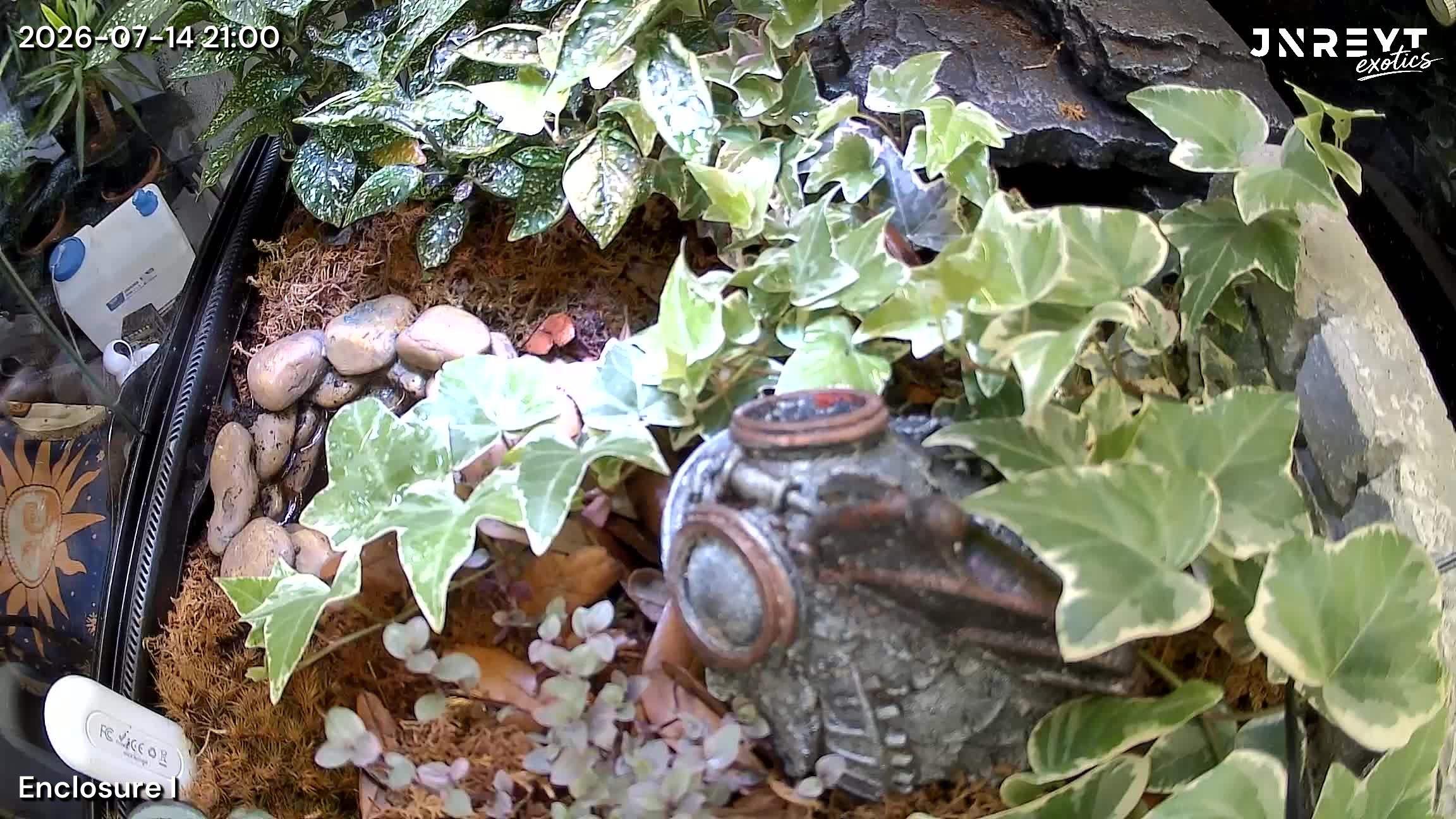 Vivarium timelapse frame