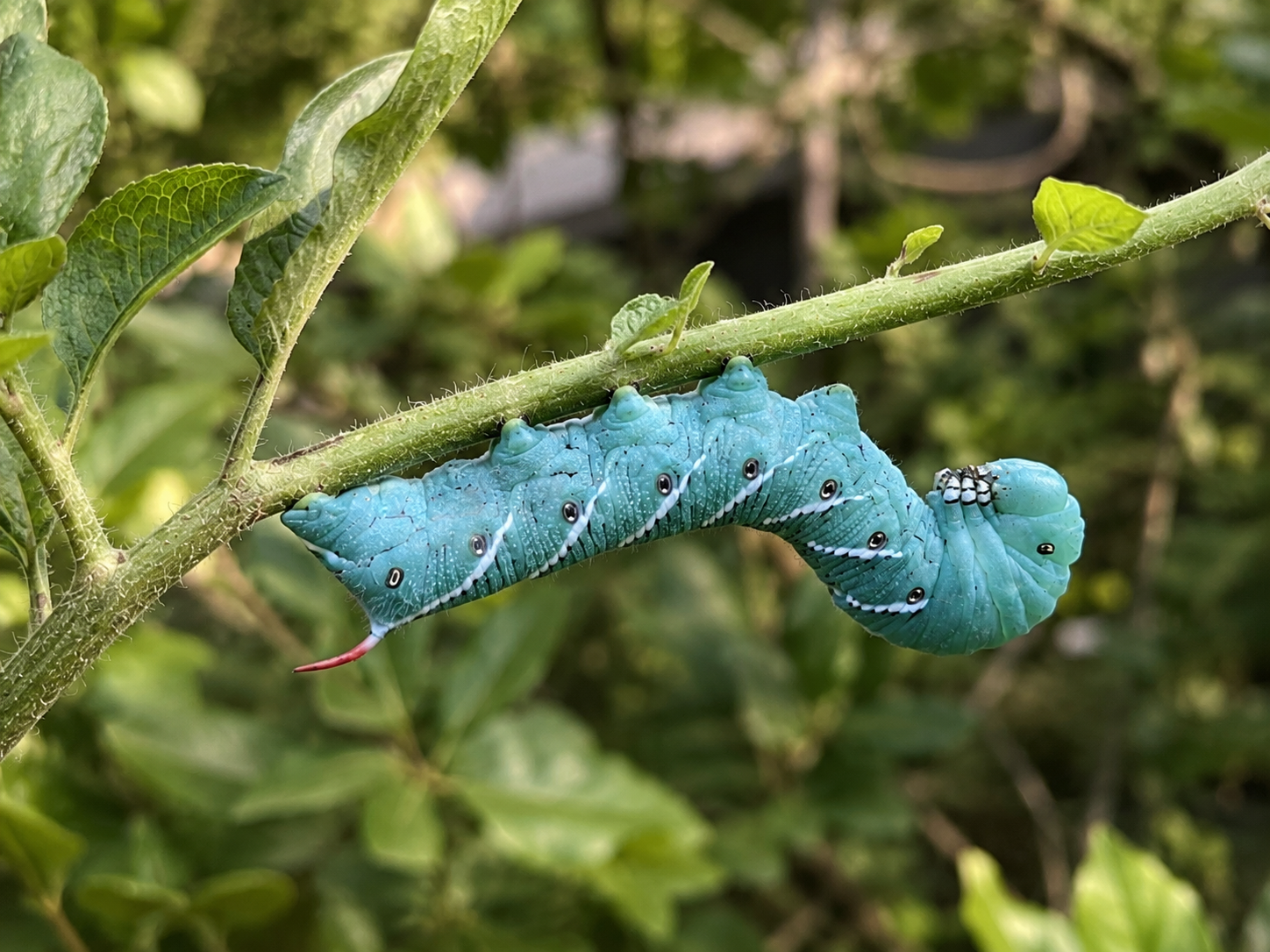 Hornworms