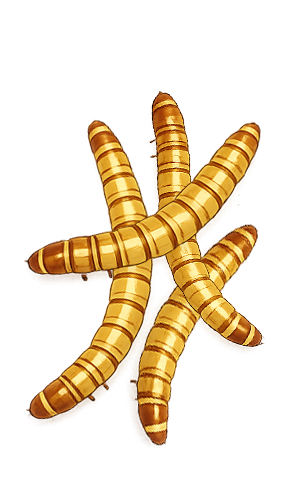 Mealworms