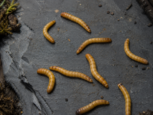 Mealworms