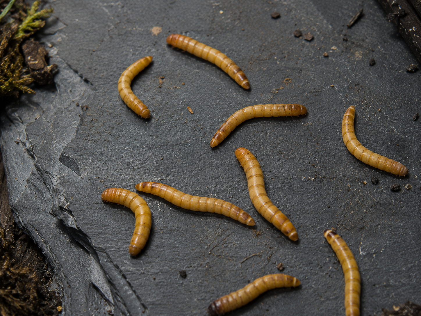 Mealworms