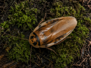Roaches