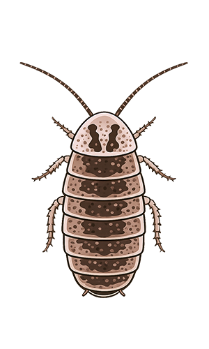 Roaches