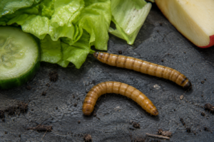 Superworms